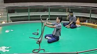 Full snake show Thailand 2023, Aug