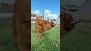 Is it even a date if there's no mini fluffy cows?