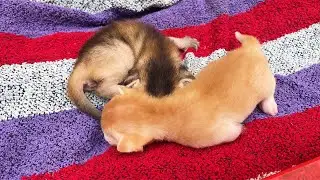 Cute Kitten Looking for Warmth from its Mother Cat