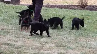 German Shepherd Puppies For Sale