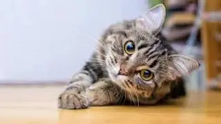 Som para atrair/resgatar gatos.