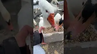 Very hungry goose #shorts