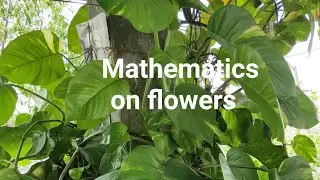 How mathematics effect nature...తెలుగు భాష లో  Fibonacci sequence