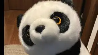 Gấu tr&uacute;c Su Su học chơi Catan - Explorers & Pirates
