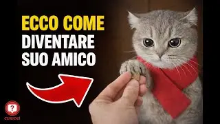 Want to bond with your cat? Here's how.
