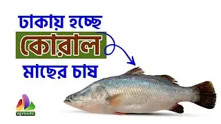 ঢাকায় হচ্ছে কোরাল মাছের চাষ