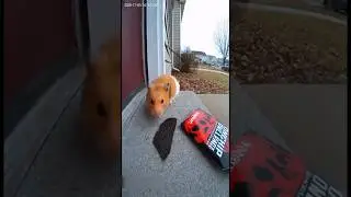 video do HAMSTER 🐹 #shorts #ia #memes