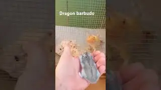 #dragon barbudo atacando #hamster # viral