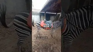 Why Humans Don't Ride Zebras #zebra #riding