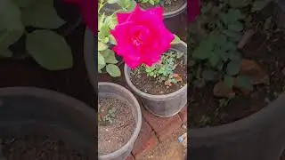 Spring season Garden work #shortsvideo #you tube