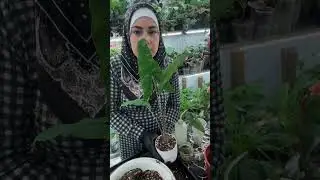 Посадка Алаказии Ретикулата и аглонем