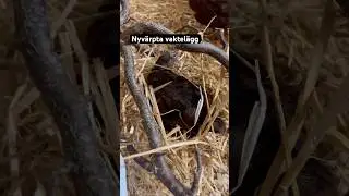 Nyv&auml;rpta vaktel&auml;gg #lantliv