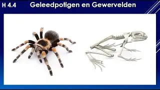 K/G 4.4 Geleedpotigen & Gewervelden