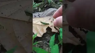 Funny grasshopper for fun #shorts #grasshopper #funny #animals #catching