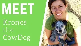 Introducing Kronos, the Hilarious and Lovable CowDog