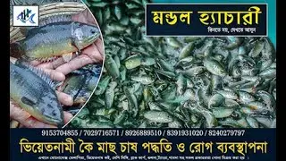 ভিয়েতনামী কৈ মাছ চাষ পদ্ধতি ও রোগ ব্যবস্থাপনা