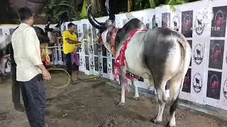 DANGEROUS COW UNLOADING JUMP OVER TRUCK VIDEO IN SAKSAR HAAT #unloadingcow #bakrid