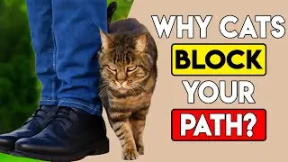 If Your Cat Blocks Your Path, This Is What They&rsquo;re Trying to Say Something