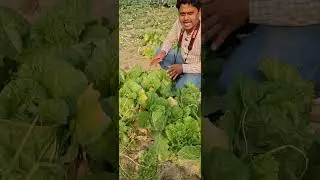 একটা চায়না ক্যাবিচ দুই থেকে তিন কেজি হয়।#agriculture #farming #viral #shorts