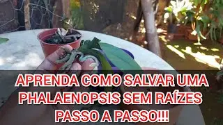 COMO SALVAR UMA PHALAENOPSIS SEM RAÍZES!!!