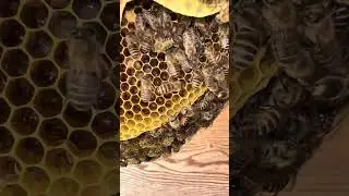 A Close-Up Look at Bee Eggs and Larvae