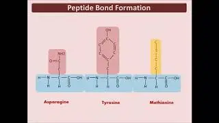 BIO 180 Proteins