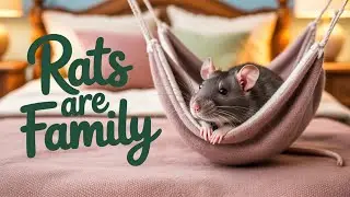 My rats in a hammock enjoying their owner's affection #rat #pets #cute
