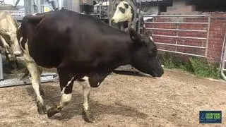 Cow foot Trimming  and hoof care | Shropshire Hoof Care