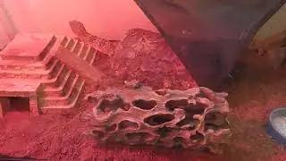Update on all of my leopard geckos and tank design update