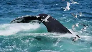Whale if a Time off of Cape Cod