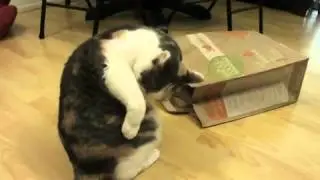 Cat Playing With Paper Bags (MUST SEE!)