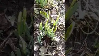 #shorts У Житомирі проліски. В Україні весна. Snowdrops in Zhitomir. Spring in Ukraine