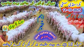 11 October 2025 bakra mandi pakistan dera ghazi khan 2026 bakra eid goats market update today rates 