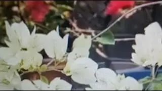 Garden Work #asmr #live #viral