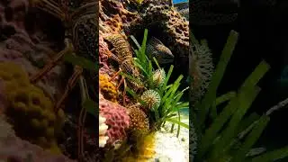 Stunning 4K Blue Ocean &ndash; Colorful Coral Fish 🐟✨ Peaceful Underwater Scenery & Sleep Ambience