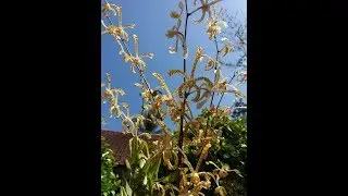 Re bloom! Arachnis flosaeris - scorpion orchid - How to care for Arachnis