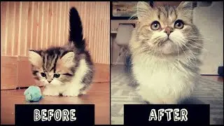 Munchkin Kitten Growing Up