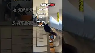 Funny Cat Fails #cats #funny #fails #fyp #shorts #everythingspecial