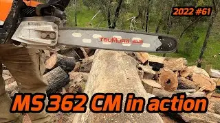 Stihl MS 362 CM Log Bucking Action - 2022 #61