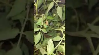 rare thin tomatoes #shorts #rare #tomatoes #harvesting