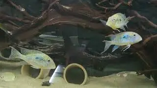 Geophagus mirabilis & Company (11/15/2025)
