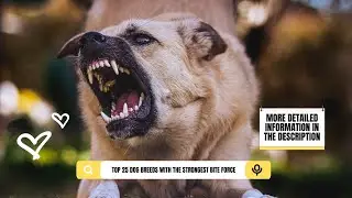 Top 25 Dog Breeds With the Strongest Bite Force 🐕 💪 🦴