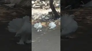 🕊️ Beautiful Pigeon Vibes💌 💙 | Peaceful Nature #Shorts #Aesthetic #youtubeshorts #pigeon