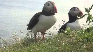 Amazingly Close Puffin Site At Elliston, NL