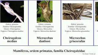 Mam&iacute;feros, ordem primatas, fam&iacute;lia Cheirogaleidae primate order primate family Cheirogaleidae zaza