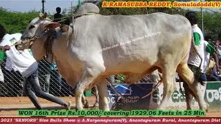 2023 ANarayanapuram SENIORS Ongole Bulls Show 16th Prize Won By K.RAMASUBBA REDDY, Somuladoddi