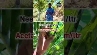 Whitefly management in Arecanut and Coconut crop #whiteflycontrol #pestcontrol #arecanut #coconut