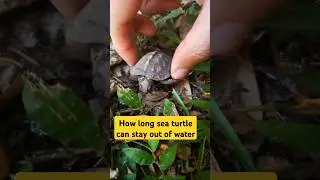 Can Your Turtle Survive Without Water?