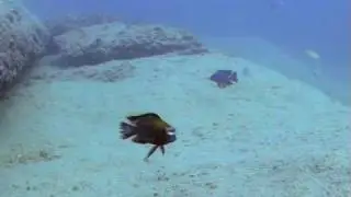 WILDCICHLIDS Tropheops gracilior from Otter Point
