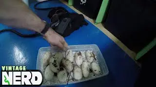 Digging Up a Water Monitor Clutch of Eggs!